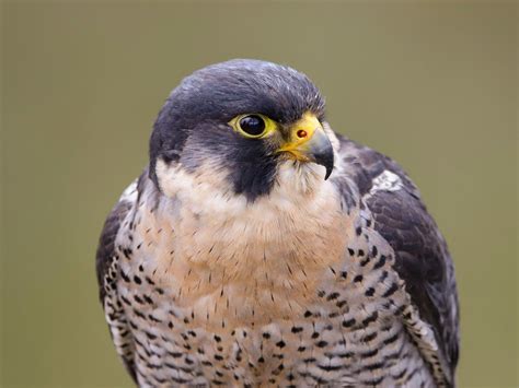 Peregrine Falcon Bird Facts (Falco peregrinus) | Bird Fact