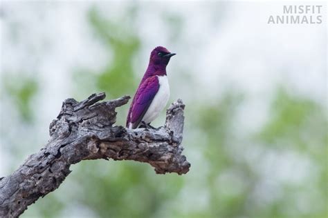 10 Rare Purple Animals In The Animal Kingdom