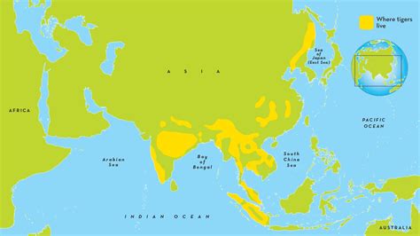 Evaluable Compadecerse Monumento siberian tiger habitat map sentar cura ...