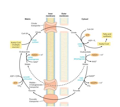 BIOSYNTHESIS OF FATTY ACID, CHOLESTROL AND MEMBRANE LIPID - ZOOLOGYTALKS