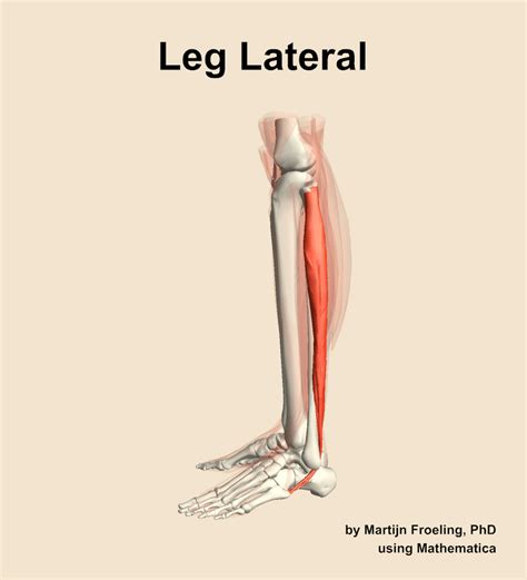 Muscles of the lateral compartment of the leg