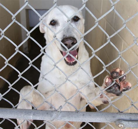 ocala humane society animal shelter - Mia Warden