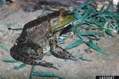 Identify - Invasive Species Council of British Columbia