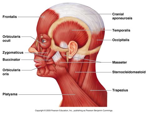 fac06_15Figure-L.jpg (1360×1050) | Neck muscle anatomy, Facial muscles ...