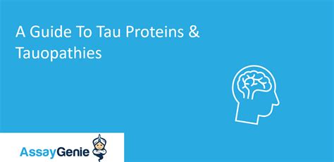 A Guide To Tau Proteins & Tauopathies - Assay Genie