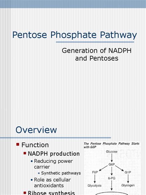 Pentose Phosphate Pathway: Generation of NADPH and Pentoses