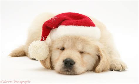 Dog: Golden Retriever pup asleep wearing a Santa hat photo WP11069