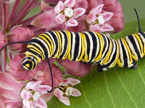 Monarch Caterpillar On Milkweed Flower