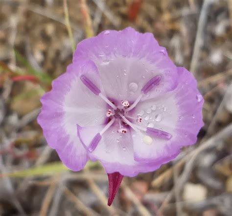 Flower Homes: Clarkia Flowers