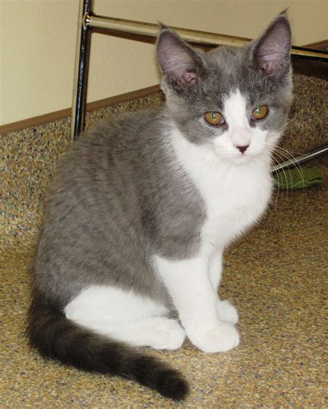 Pet of the Day: Mellow is a sweet 3-month-old gray and white domestic ...