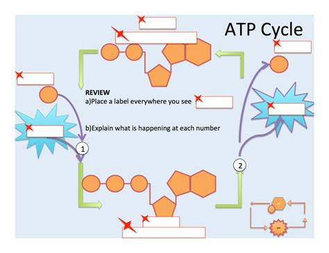 Phosphorylation ATP, ADP Cycle With Detailed Process Stages Outline ...