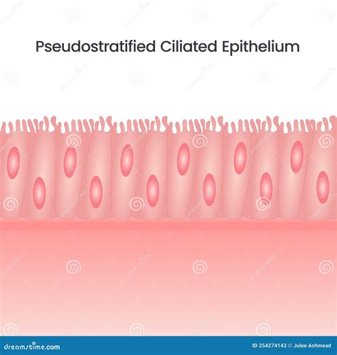 Pseudostratified Ciliated Epithelium Science Background Vector Stock ...