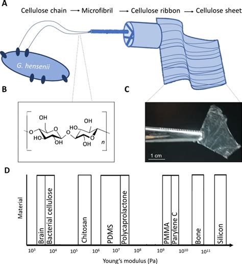 Bacterial cellulose sheets are made by cellulose chains produced by ...