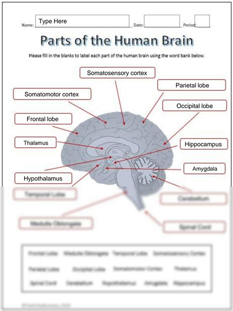 SOLUTION: parts of the brain labeling worksheet student - Studypool