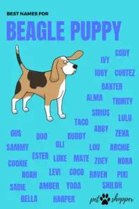 Best Collection of Pet Names [Popular & Cute Names Ever] - PetShoper