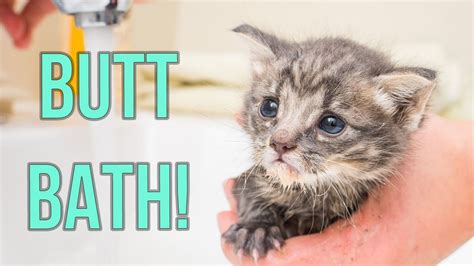 Giving Kittens an Oopsie-Poopsie Butt Bath - YouTube