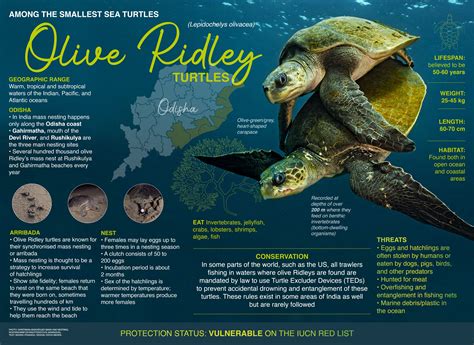 Olive Ridley Turtle: Facts, Diet, and Nesting | RoundGlass Sustain