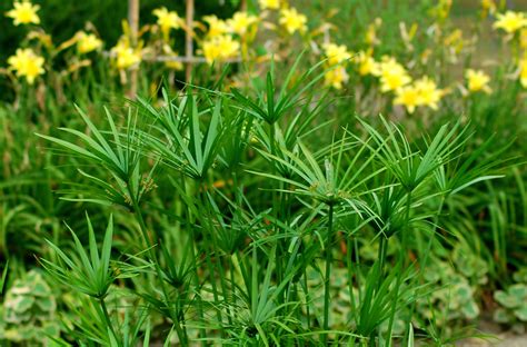 How to Grow and Care for Papyrus Plants