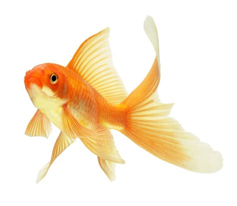 Comete | Goldfish, Pets, Fish