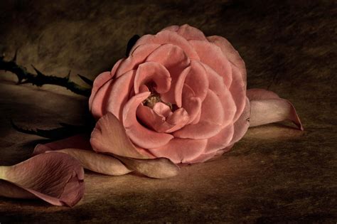 🔥 [50+] Wallpapers for Desktop Roses Vintage | WallpaperSafari