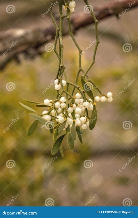 Mistletoe White Berries - Viscum Album Stock Photo - Image of fruit ...