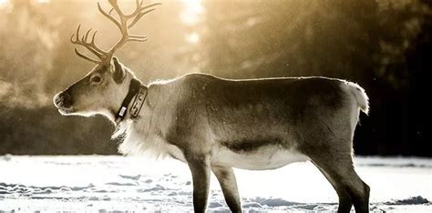 20 Interesting Facts About Reindeer - The Fact Site