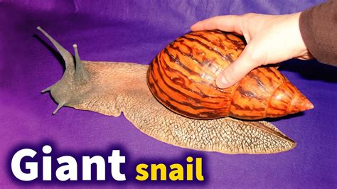 All you should know about the Giant African Land Snail - YouTube