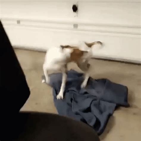 Dog Chasing Tail GIF - Dog Chasing Tail - Discover & Share GIFs