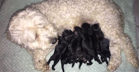 Owner Suprised When His 2 White Dogs Deliver BLACK Puppies, And Now ...