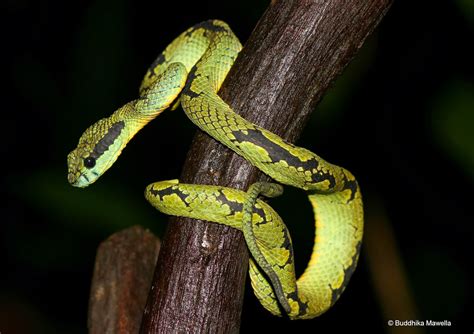 Lanka Nature Summary: Sri Lankan Green Pit Viper (Trimeresurus ...