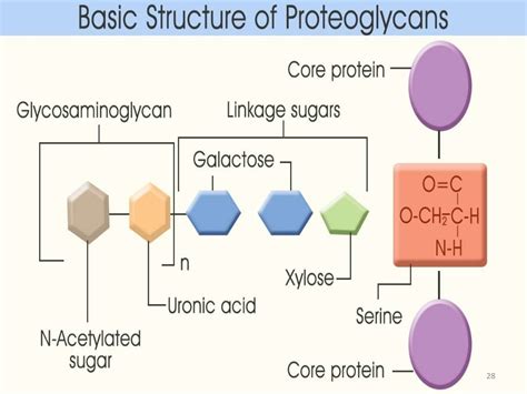 Metabolism of mucopolysaccharides