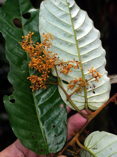 Virola calophylla | Live Plant Photos | The Field Museum