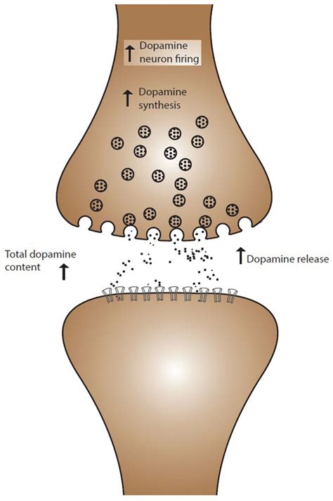 Summary of the acute effects of THC on dopaminergic function ...