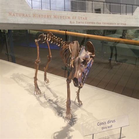 Dire Wolf skeleton at the natural history museum in Utah. | Dire wolf ...