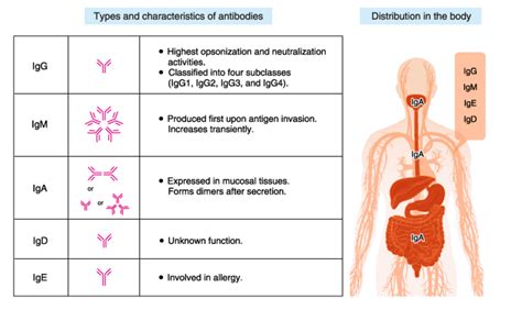 Antibodies_Goldstein. Antibodies are crucial to the immune… | by Jamie ...