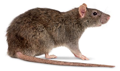 Facts About Rats | Types Of Rats | DK Find Out