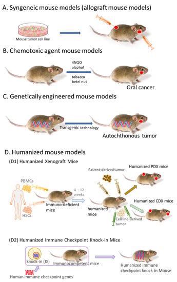 IJMS | Free Full-Text | Mouse Models for Immune Checkpoint Blockade ...