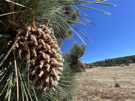 Coulter pine from Cleveland National Forest, Mount Laguna, CA, US on ...