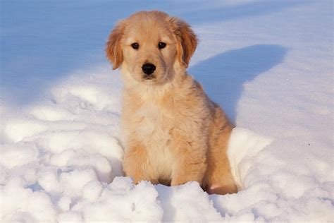 Golden Retriever Puppy Sitting In Snow, Illinois, Usa Photograph by ...