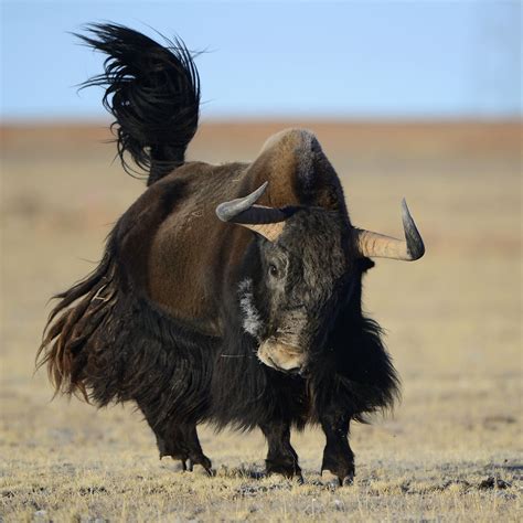 Yaks breathe easy thanks to newly discovered lung cells | Science | AAAS