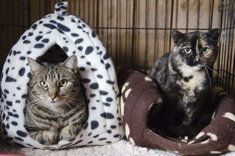 Rescue cats: Shelter cats just need time to become friendly | New Scientist