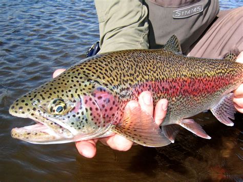 🔥 [50+] Rainbow Trout Wallpapers | WallpaperSafari