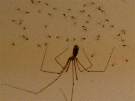 Long-bodied cellar spider with babies. Cellar, Taking Pictures, Animal ...