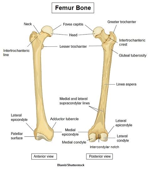 Femur Bone Anatomy Landmarks and Muscle Attachments | Basic anatomy and ...