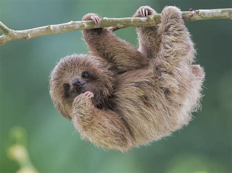 Download Cute Animal Sloth HD Wallpaper