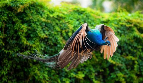 How Peacocks Look In Mid-Flight (9 Pics) | Bored Panda