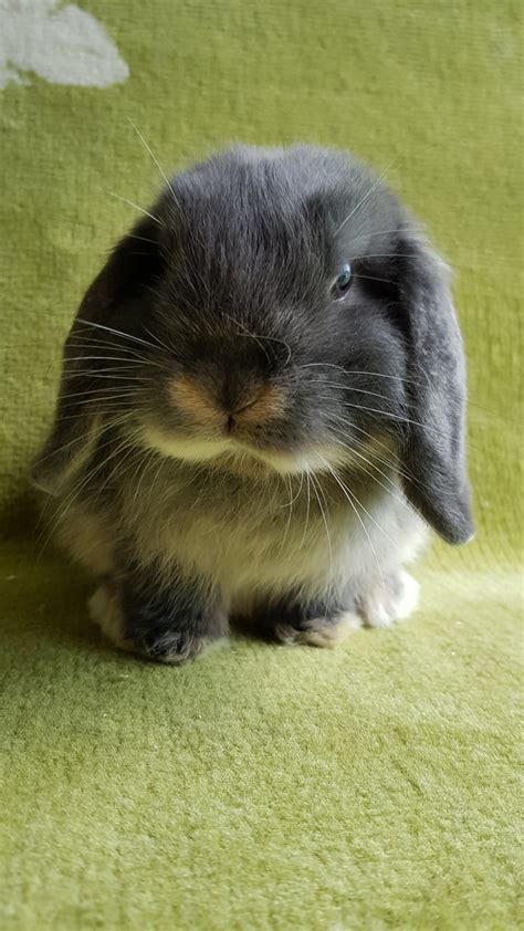 mini lop doe's - Katelins Bunnies Hobby Breeder Of Mini Lops And ...