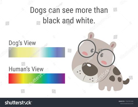 Dog Vision Spectrum Infographics Dog Color Stock Vector (Royalty Free ...