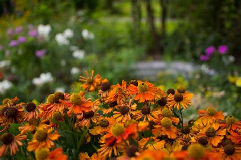 Premium Photo | Yellow daisy in garden at sunday