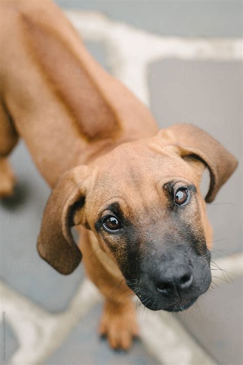 "Cute Rhodesian Ridgeback Puppy, 3 Months Old" by Stocksy Contributor ...